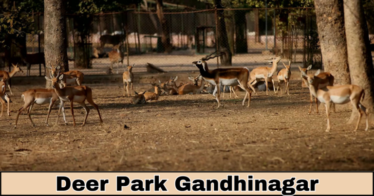 deer park gandhinagar : Spotted Deer and More