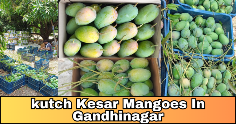 kutch Kesar Mangoes in gandhinagar: Hunting for Kutch Mangoes